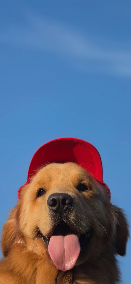 戴红帽子吐舌头金毛犬蓝天背景萌宠摄影动物手机壁纸