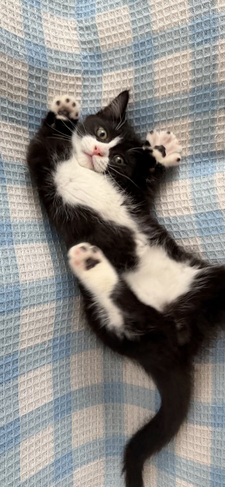 奶牛猫仰卧露肚皮呆萌可爱宠物特写动物摄影手机壁纸