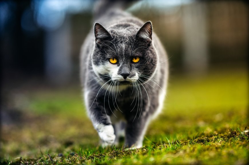 灰白英短猫猫黄眼凝视草地萌宠动物电脑壁纸