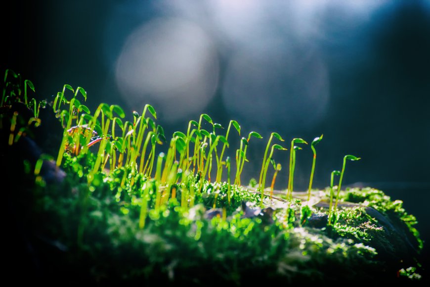 苔藓嫩芽逆光生长微观生态自然风景电脑壁纸