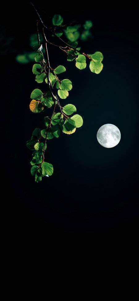 绿叶悬枝映满月暗夜静谧自然摄影风景手机壁纸
