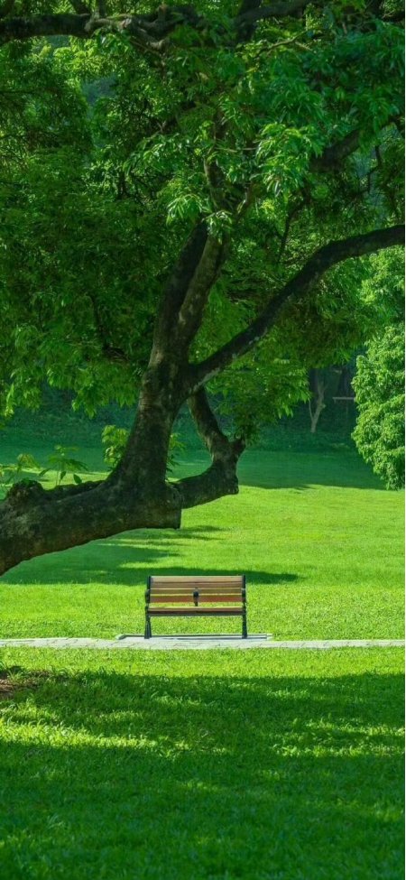绿荫公园长椅夏日清新治愈自然风景手机壁纸