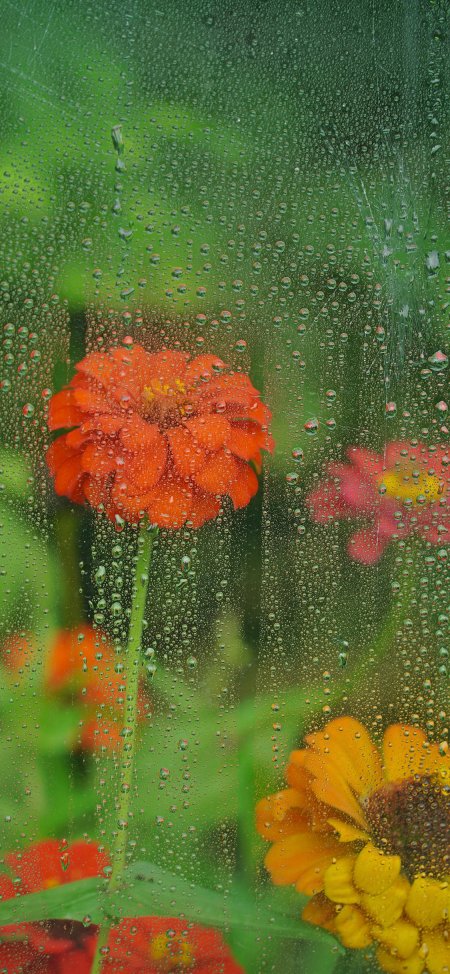 雨滴玻璃百日菊橙色花朵朦胧清新风景手机壁纸