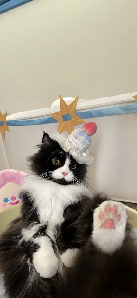 戴派对帽黑白长毛猫抬爪粉肉垫超萌宠物摄影手机壁纸