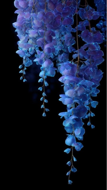 幽蓝发光紫藤花黑底夜光梦幻花卉唯美手机壁纸