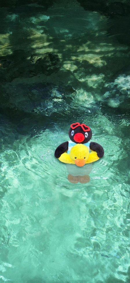企鹅公仔小黄鸭泳圈清澈戏水夏日治愈摄影手机壁纸