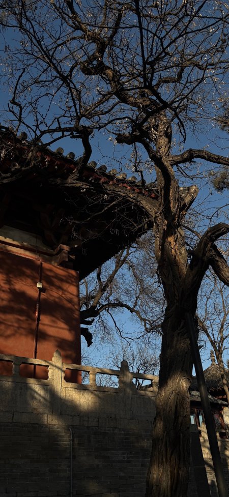 红墙古建枯树春梅中式传统建筑风景手机壁纸