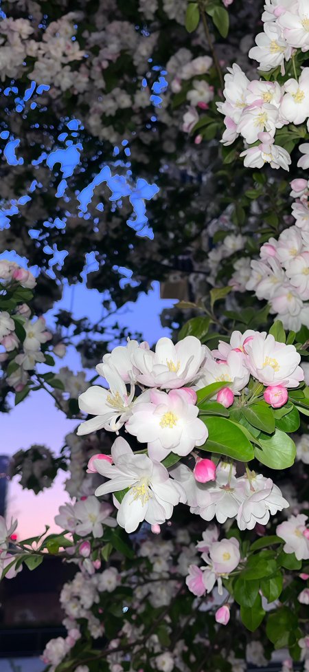 暮光下白粉樱花含苞待放春夜唯美风景手机壁纸