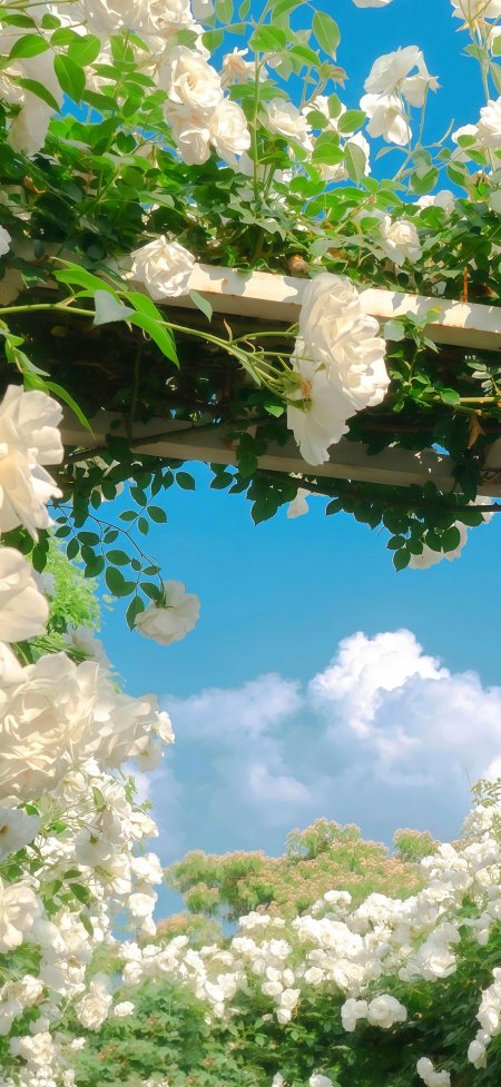 白色玫瑰攀爬花架蓝天白云浪漫花园风景手机壁纸