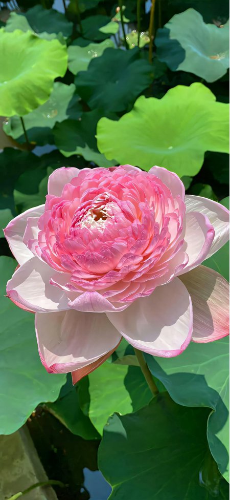 粉红莲花盛开荷塘翠绿莲叶清新自然风景手机壁纸