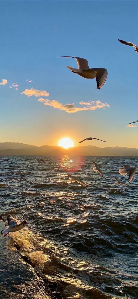 金色夕阳海面波光海鸥唯美治愈风景手机壁纸