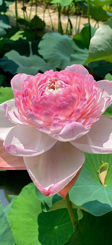 重瓣粉荷花盛开绿叶池塘夏日手机壁纸