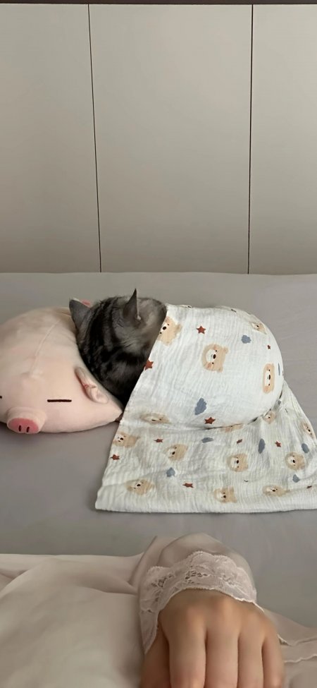 灰猫裹被子粉猪玩偶治愈创意手机壁纸