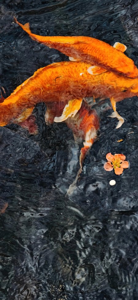 黑水金鲤锦鲤浮花治愈风景手机壁纸