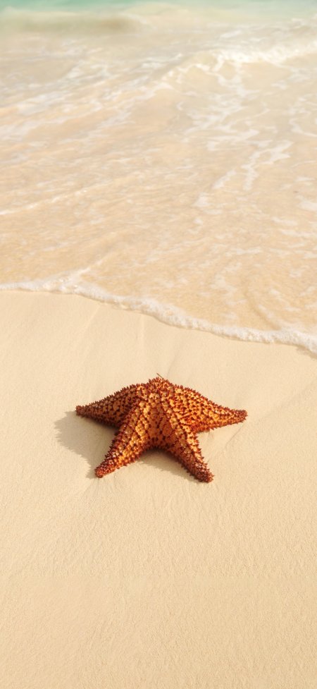 沙滩橙海星白浪细沙风景手机壁纸