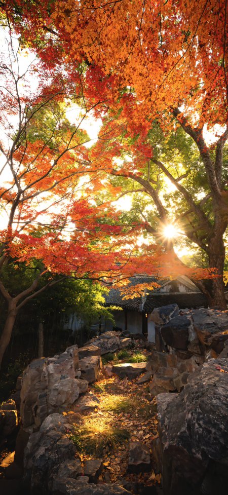 秋日红枫阳光古建石径风景手机壁纸