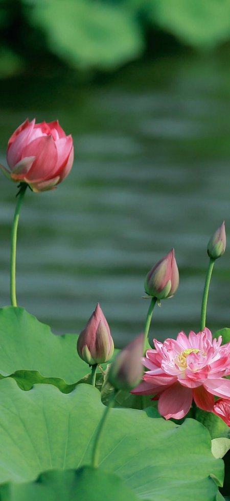 粉荷花苞绿叶涟漪池塘夏日风景手机壁纸