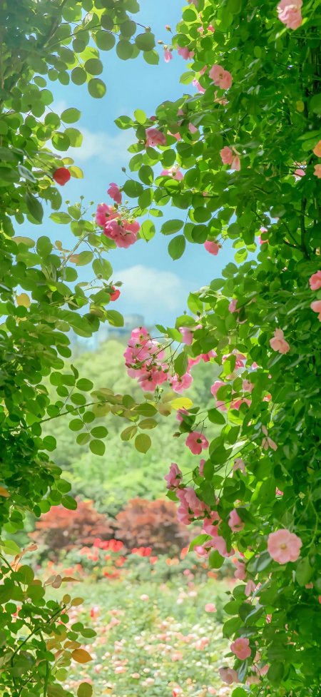 粉玫瑰绿叶框景花园晴空风景手机壁纸