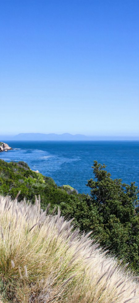 蓝天碧海芦苇山丘海岸清新风景手机壁纸