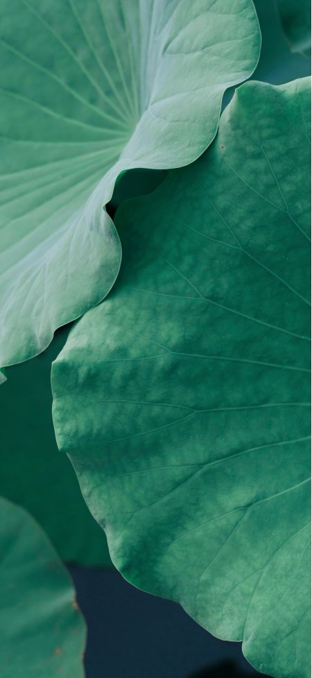 青绿荷叶脉络叠层静谧特写风景手机壁纸