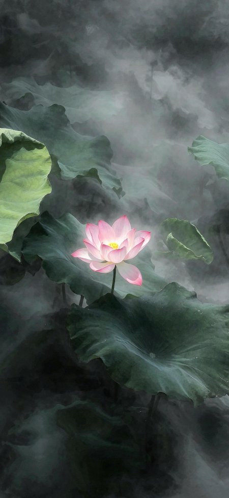 雾气荷塘孤荷粉瓣神秘静谧风景手机壁纸