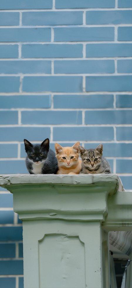 三只小猫蓝砖墙并排萌宠创意手机壁纸