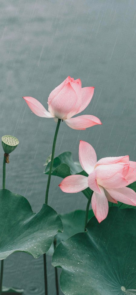 雨中粉荷莲蓬绿叶清新风景手机壁纸