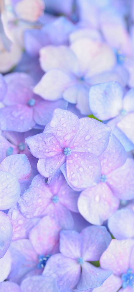 紫蓝绣球花露珠清新特写风景手机壁纸