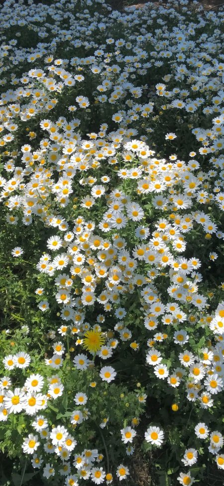 白色雏菊花海阳光点缀黄花清新花卉手机壁纸