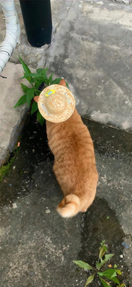 戴草帽小蜜蜂橘猫背影呆萌卡通动漫手机壁纸
