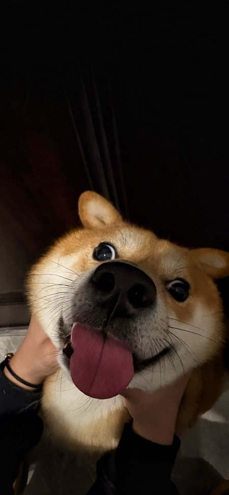 柴犬吐舌揉脸搞怪呆萌治愈萌宠动物手机壁纸