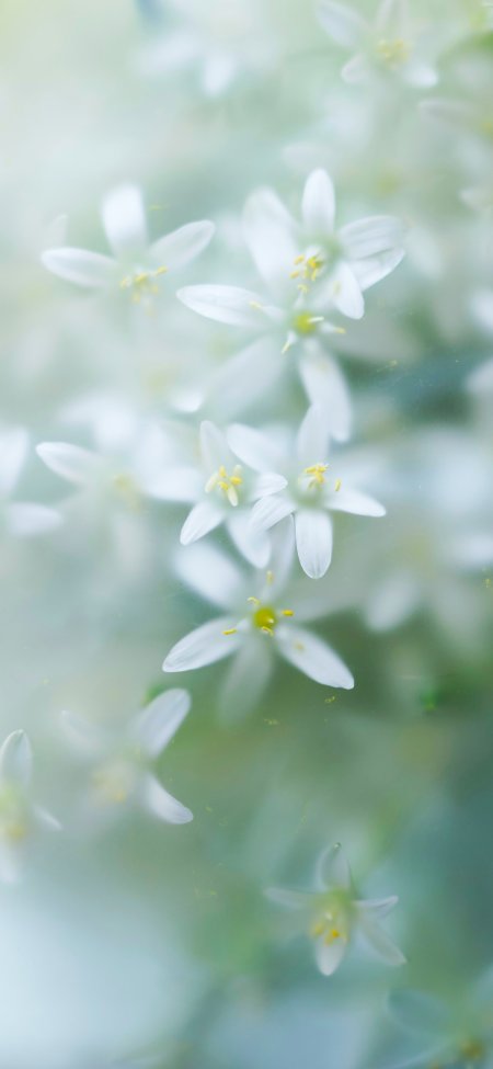 白色小碎花微距虚化清新唯美静物手机壁纸
