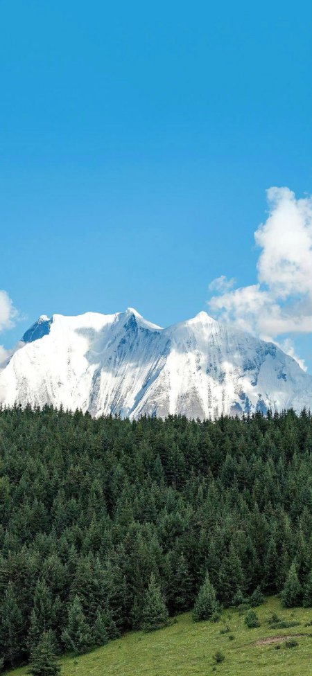蓝天雪山针叶林草地清新壮丽风景手机壁纸