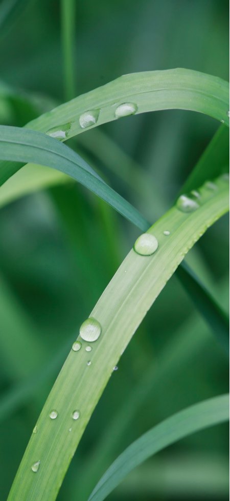 晶莹露珠翠绿叶片清新微距植物静物手机壁纸