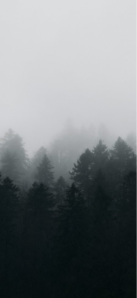 迷雾松林黑白朦胧意境极简风景手机壁纸