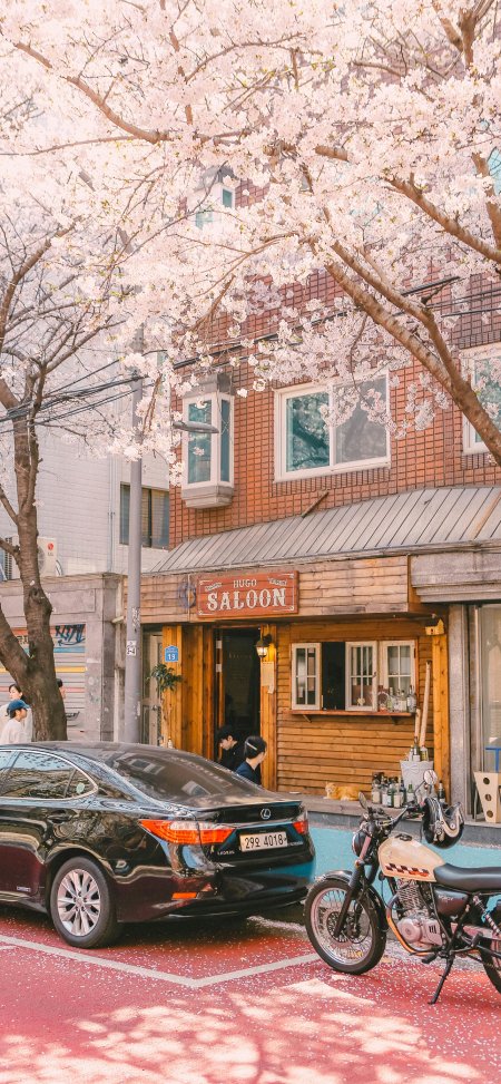 粉色樱花街道复古建筑落花唯美花卉手机壁纸