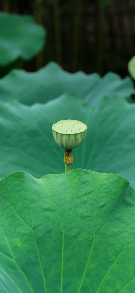绿色莲蓬荷叶清新夏日池塘自然风景手机壁纸
