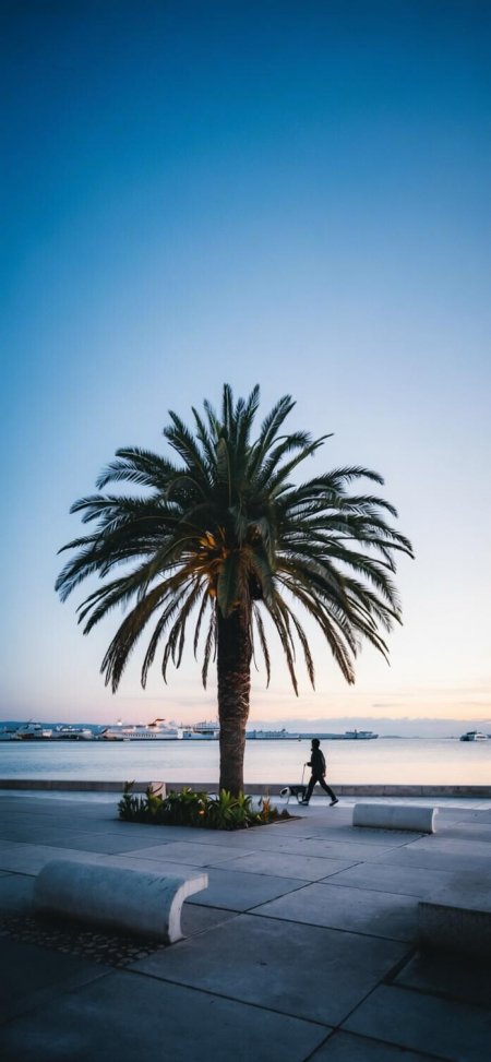 海边棕榈树蓝时散步人影风景手机壁纸