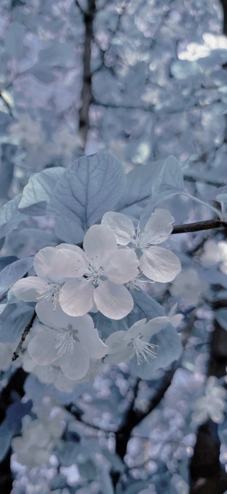 蓝调白花柔美清新唯美风景手机壁纸