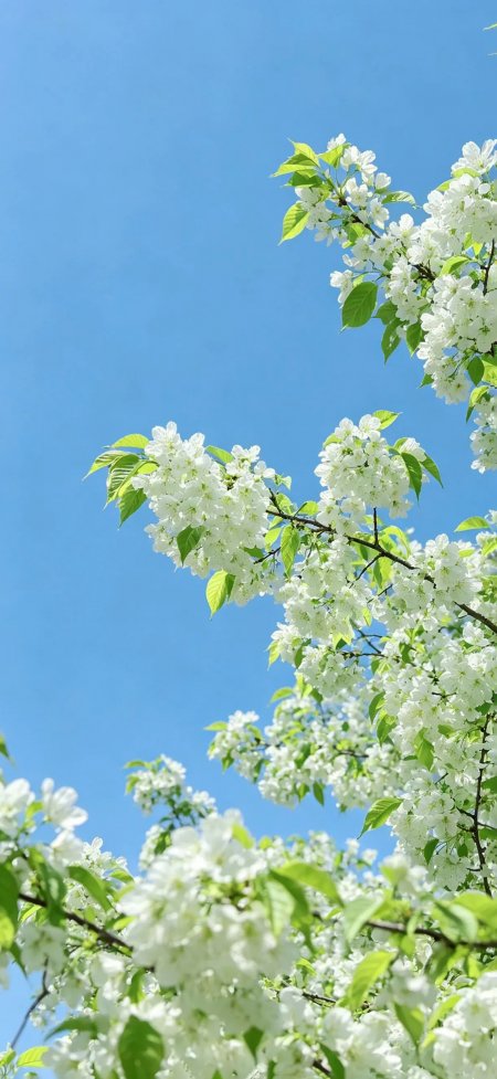 蓝天洁白春花绿叶清新风景手机壁纸
