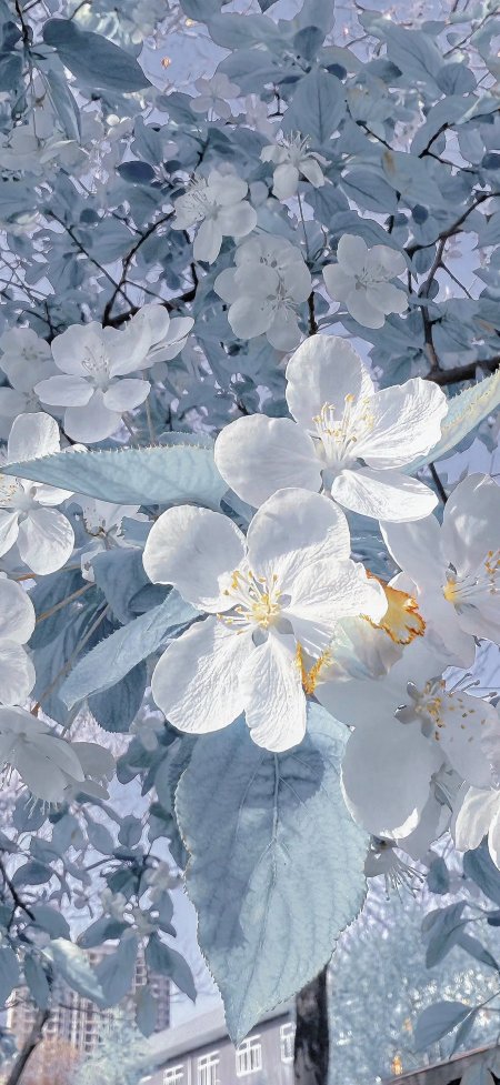 仰拍白花淡蓝绿叶清新唯美风景手机壁纸