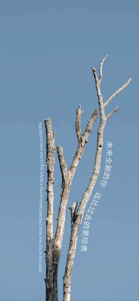 蓝天枯枝励志语录清新情感文艺手机壁纸