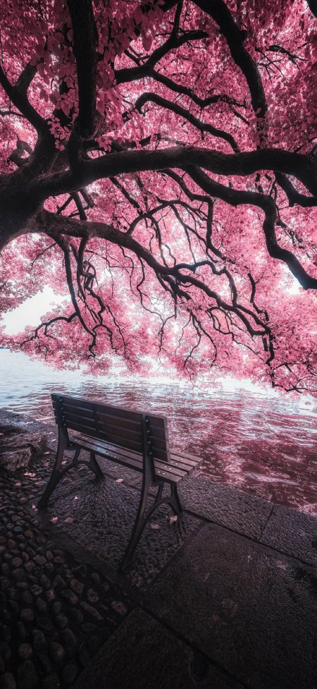 粉红树湖畔长椅倒影风景手机壁纸