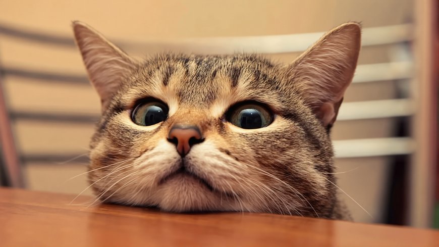 可爱虎斑猫瞪眼特写萌宠创意电脑壁纸