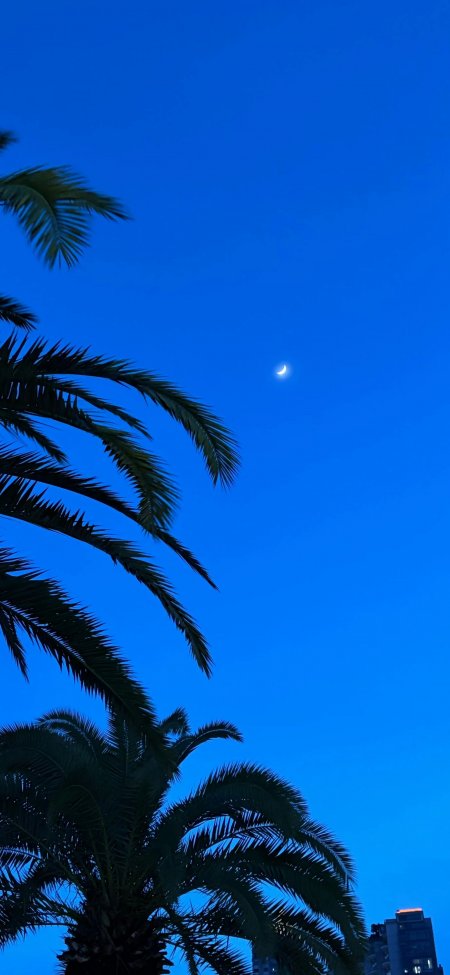 深蓝夜空月牙棕榈剪影风景手机壁纸