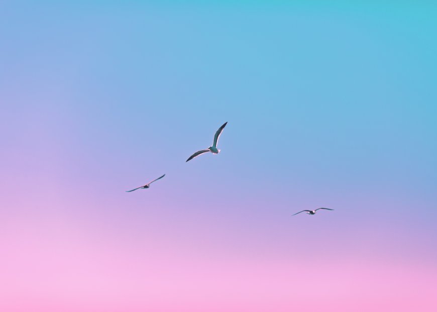 渐变粉紫天空海鸥飞翔风景电脑壁纸