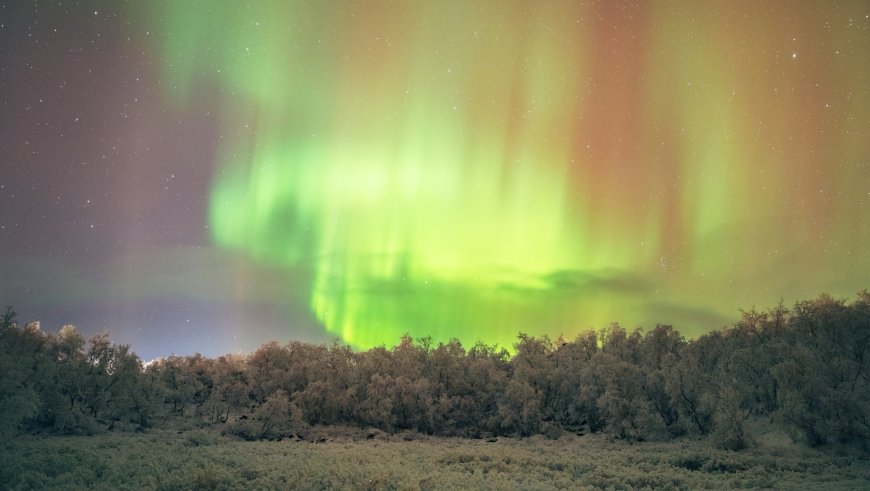 翠绿红彩北极光雪林夜空风景电脑壁纸