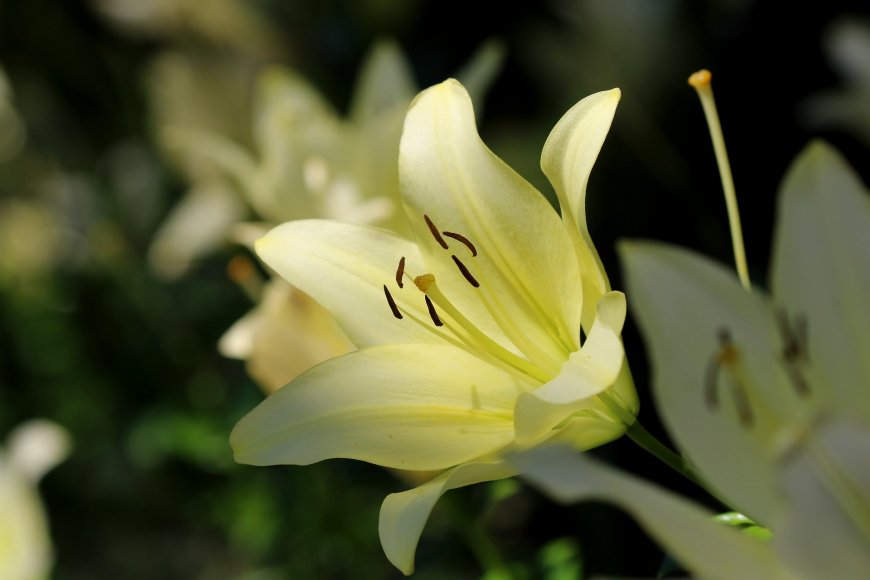 百合花特写微距风景电脑壁纸