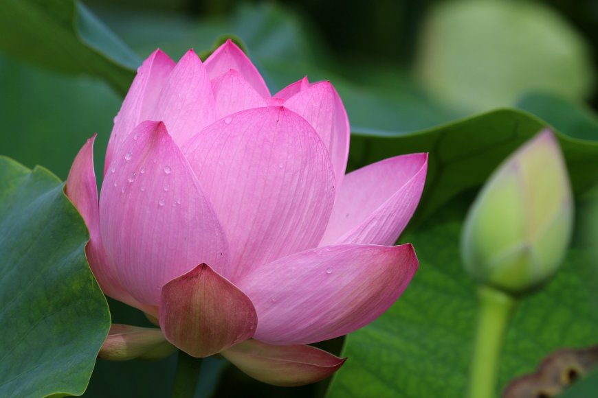 粉色小花微距风景电脑壁纸