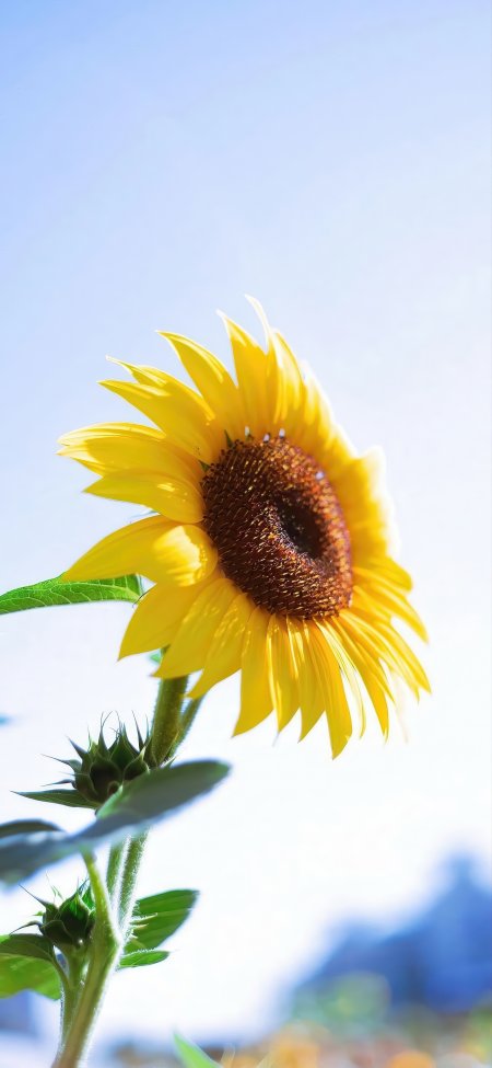 晴空向日葵特写清新花卉植物手机壁纸